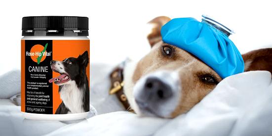 Does Rose-Hip Vital® Canine Interact with Other Medications?