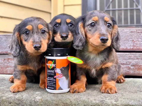 Rose-Hip Vital® Canine Powder Tub Three Cute Dogs