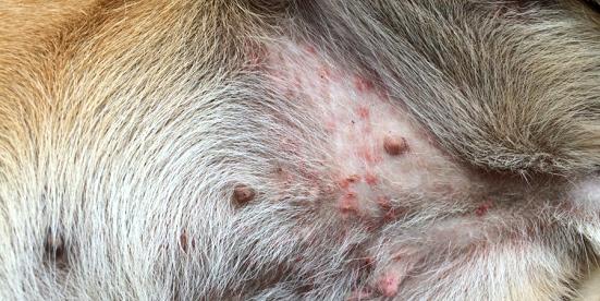 Rose-Hip Vital® Canine: The Natural Solution for Soothing Skin Rashes and Itches in Dogs