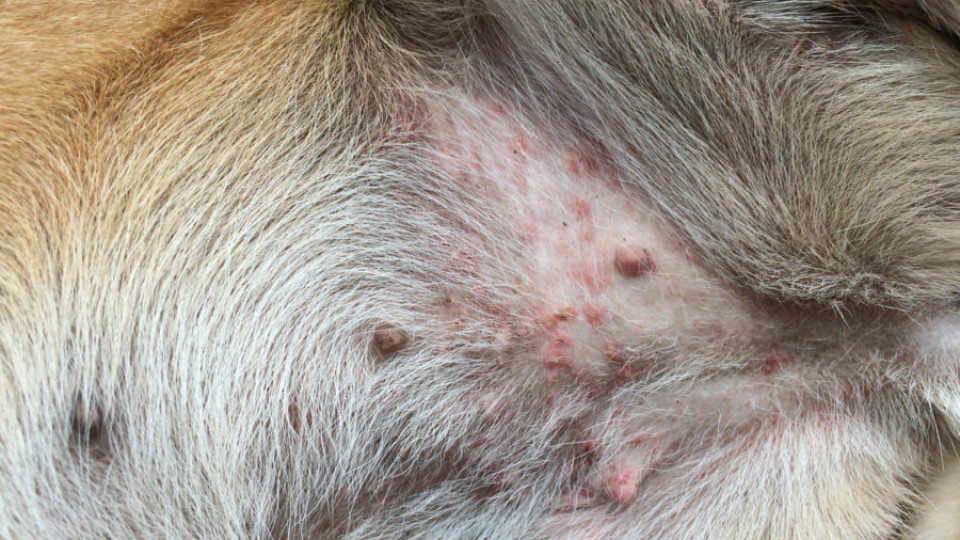 The Natural Solution for Soothing Skin Rashes and Itches in Dogs