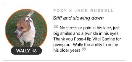 Stiff and slowing down Rose-Hip Vital Canine testimonial
