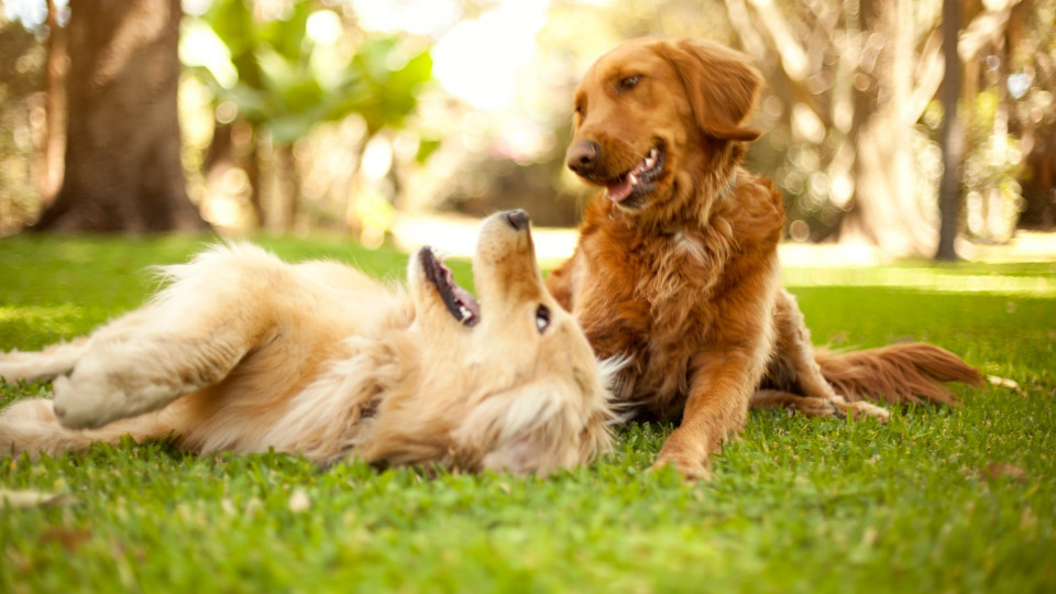 Rose-Hip Vital® Canine: The Power of Nature for Canine Wellness