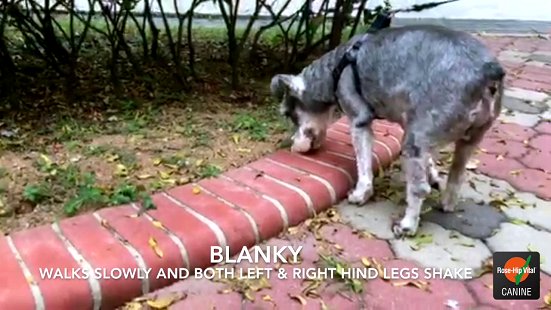 Rose-Hip Vital® Canine Success Story - Blanky