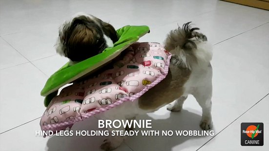 Rose-Hip Vital® Canine Success Story - Brownie