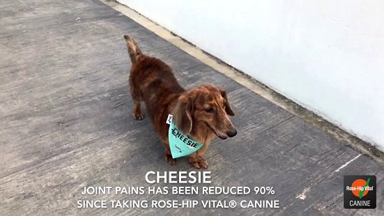 Rose-Hip Vital® Canine Success Story - Cheesie