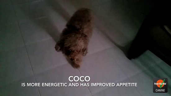 Rose-Hip Vital® Canine Success Story - Coco