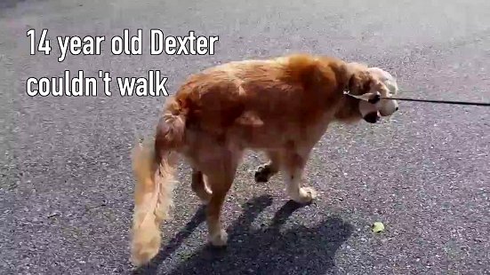 Rose-Hip Vital® Canine Success Story - Dexter