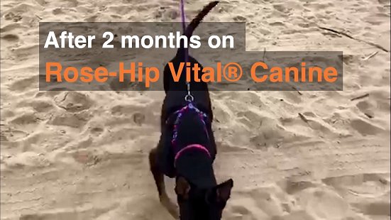 Rose-Hip Vital® Canine Success Story - Luna Pop