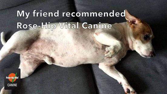 Rose-Hip Vital® Canine Success Story - Spike