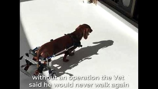 Rose-Hip Vital® Canine Success Story - Vinnie